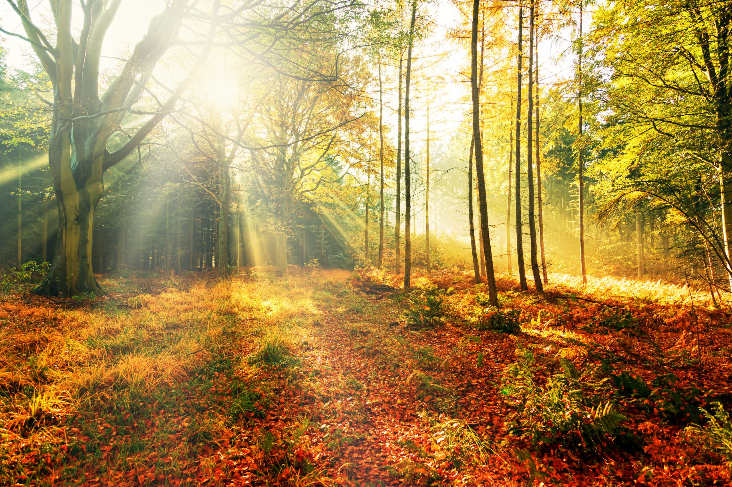 magischer Herbstwald in der Morgensonne